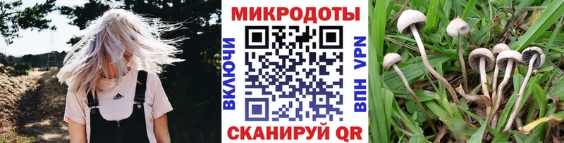 Псилоцибиновые грибы Cubensis как найти это как зайти Димитровград